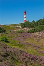Flowering heather