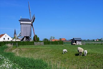 Sheep grazing in the polder in front of the windmill Geersensmolen