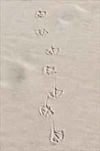 Footprints of seagulls