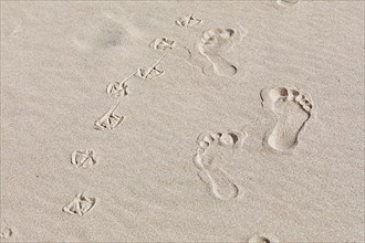 Footprints of man and seagulls