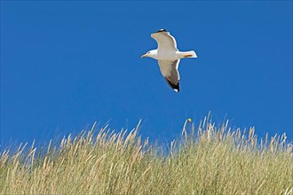 Flying lesser black-backed gull