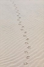 Footprints of seagulls
