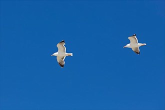 Flying lesser black-backed gulls