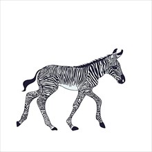 Cute little zebra cub vector character over white background