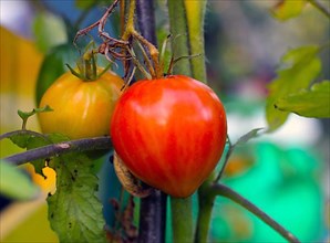 Home grown fresh ripe tomatoready for harvest