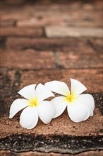 Delicate white frangipani