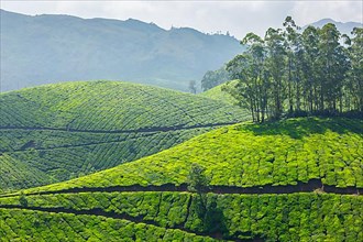 Tea plantations. Munnar