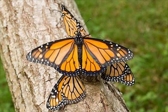 Monarch butterfly four butterflies with open and closed wings sitting on tree trunk different vision
