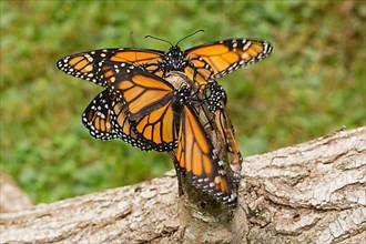 Monarch butterfly four butterflies with open wings sitting on a tree trunk different vision