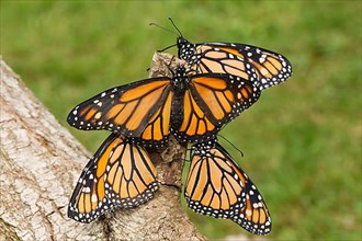 Monarch butterfly four butterflies with open and closed wings sitting on tree trunk different vision