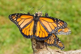 Monarch butterfly four butterflies with open wings sitting on a tree trunk different vision