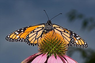 Monarch butterfly male butterfly with open wings sitting on pink flower looking from the front