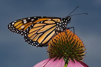 Monarch butterfly male butterfly with closed wings sitting on pink flower right looking
