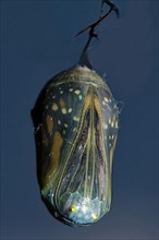 Monarch butterfly pupa hanging on a branch against a blue sky