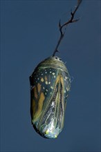 Monarch butterfly pupa hanging on a branch against a blue sky