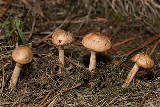 Four fruiting bodies with light brown caps and stems next to each other in needle litter