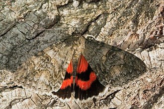 Red underwing Butterfly with open wings sitting on tree trunk from behind