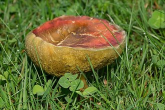 Red-legged boletus Fruiting body with yellowish-red stalk and brownish cap in green grass