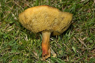 Red-footed boletus Fruiting body with yellowish-red stalk and yellow underside of cap in green moss