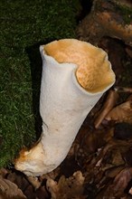 Scaly porling fruiting body with white stalk and light yellow cap with light brown scales growing on mossy tree trunk
