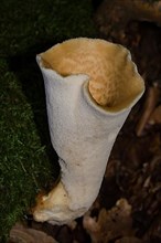 Scaly porling fruiting body with white stalk and light yellow cap with light brown scales growing on mossy tree trunk