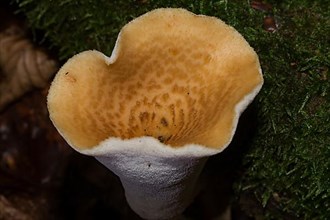 Scaly porling Fruiting body with white stalk and light yellow cap with light brown scales