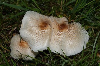 Stinkschirmling fruiting body three white hats with dark brown scales next to each other in grass