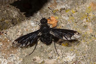Bee fly with outstretched wings sitting on stone slab from behind