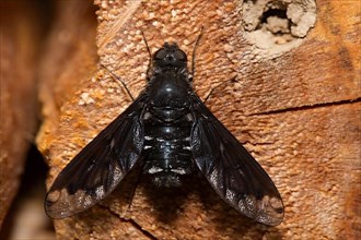 Bee fly sitting on piece of wood from behind