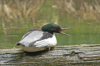 Goosander male with open beak calling sitting on tree trunk in water seen right