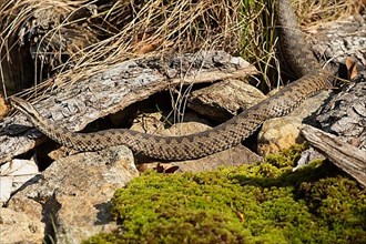 Adder lying on stones left sighted