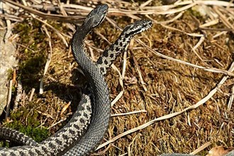 Adder two snakes in commentary fight on moss entwined standing tall seen right