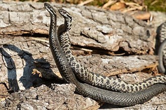 Adder seeing two snakes in a commentary fight in front of a tree trunk standing up next to each other on the left side