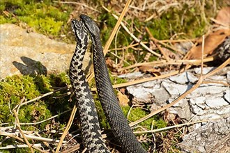 Adder two snakes in commentary fight in front of rock side by side standing up from behind