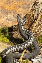 Adder two snakes in commentary fight in front of boulder entwined standing up from behind