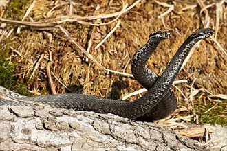 Adder two snakes in commentary fight in front of moss next to each other standing up in front of front right seeing