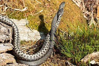 Adder two snakes in commentary fight in front of green moss standing tall seen on right side