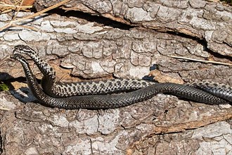 Adder seeing two snakes in a comment fight in front of a tree trunk lying next to each other on the left side
