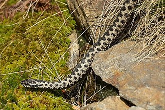 Adder hanging from rock in front of green moss seen left
