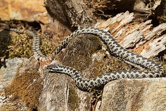 Adder lying on rock looking left