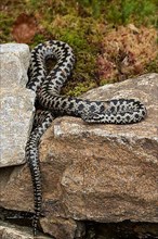 Adder lying on rock looking left