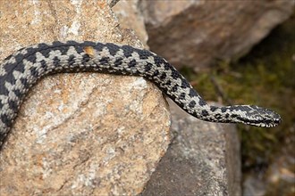 Adder lying on rock looking right