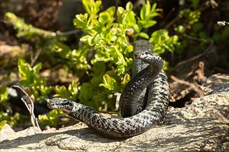 Adder two snakes in a commensal fight on a tree trunk in front of a blueberry bush lying entwined next to each other