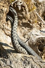 Adder two snakes in a commentary fight in front of a tree trunk entwined next to each other standing up on the left side looking at each other