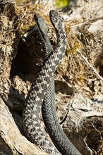 Adder two snakes in a comment fight in front of a tree trunk next to each other entwined standing up from behind