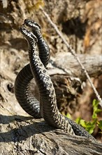 Adder two snakes in a commentary fight in front of a tree trunk entwined next to each other standing up looking from the front left