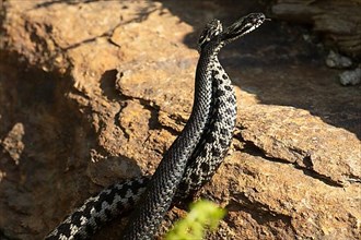 Adder two snakes with outstretched tongues in a comment fight in front of stones entwined standing up lambent seeing different