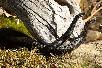 Adder two snakes with outstretched tongues in a commentary fight engulfed on stones standing upright right view