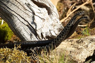 Adder two snakes in commentary fight entangled on stones standing tall seen right