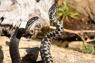 Adder two snakes in commentary fight side by side standing up on stone seen right